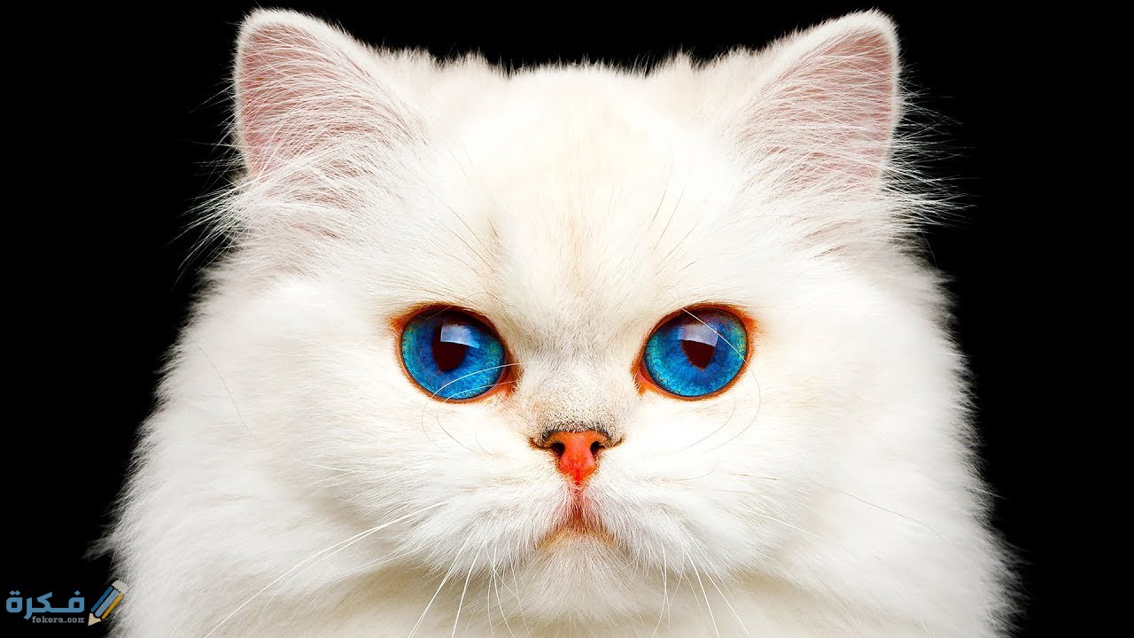 العمر والموسم المناسب لتزاوج القطط