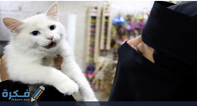 اسعار القطط وانواعها في السعودية 2021