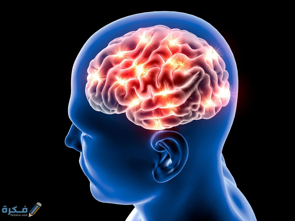 الفرق بين المخ والعقل 4 الفرق بين المخ والعقل