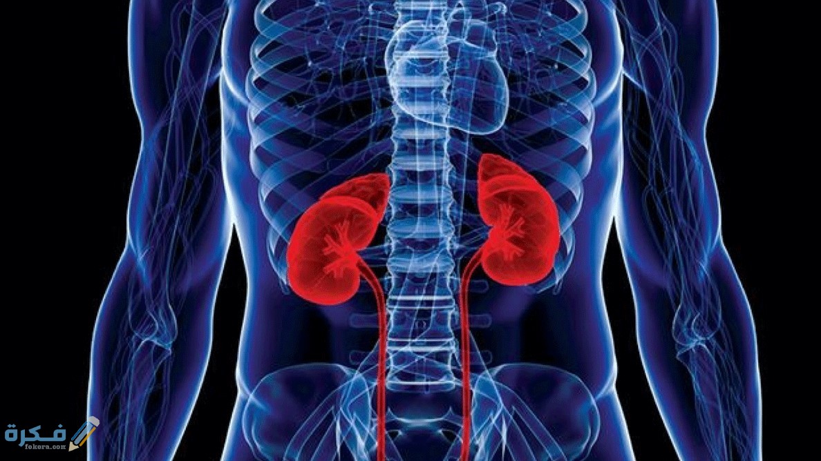 أجزاء الكلي في الإنسان