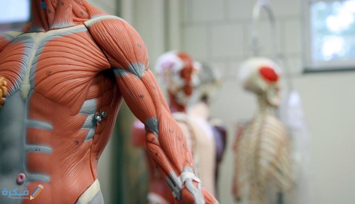 أقوي عضلة في جسم الإنسان