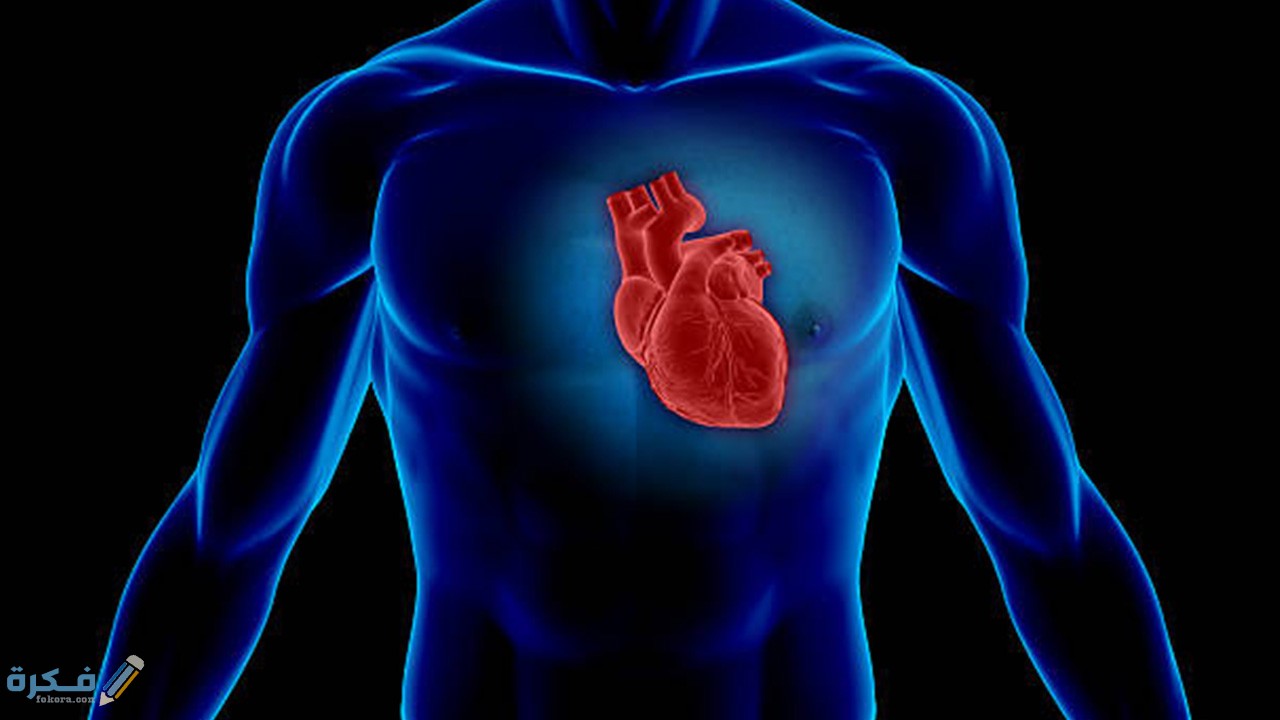 أين يوجد القلب