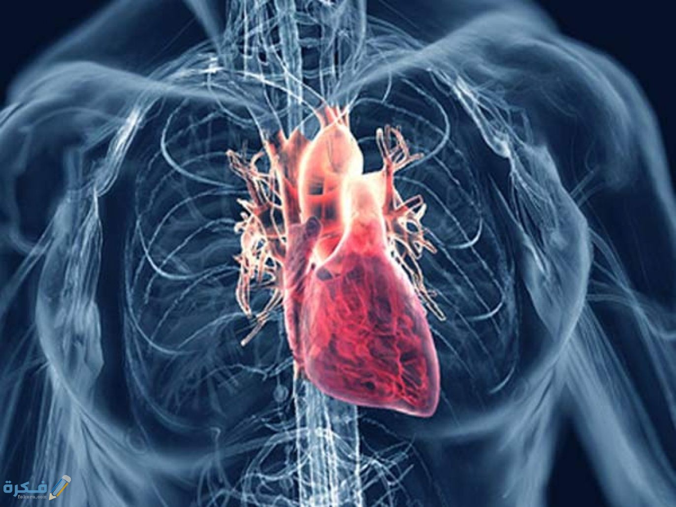 وظيفة القلب