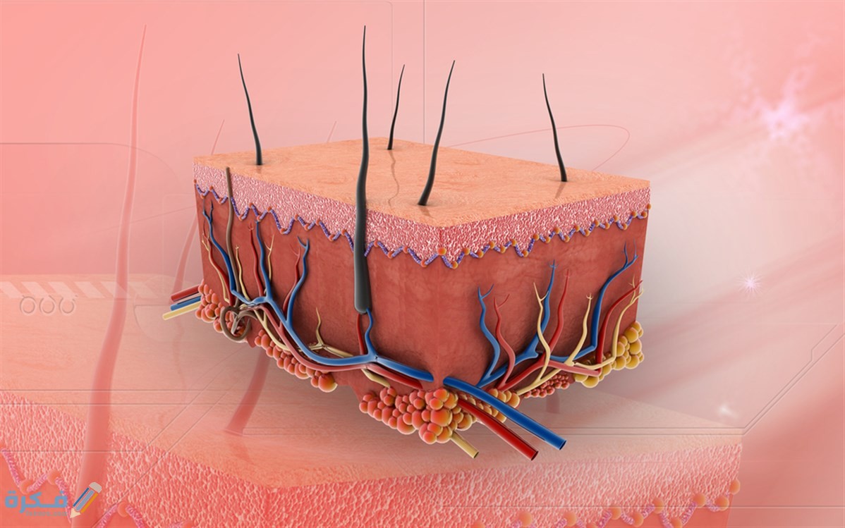 عدد طبقات الجلد