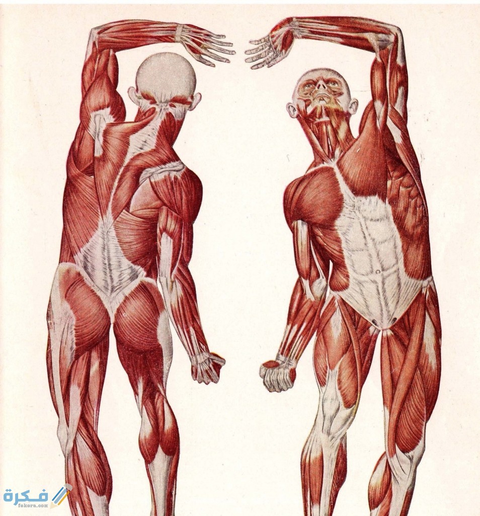 أكبر عضلة في جسم الإنسان