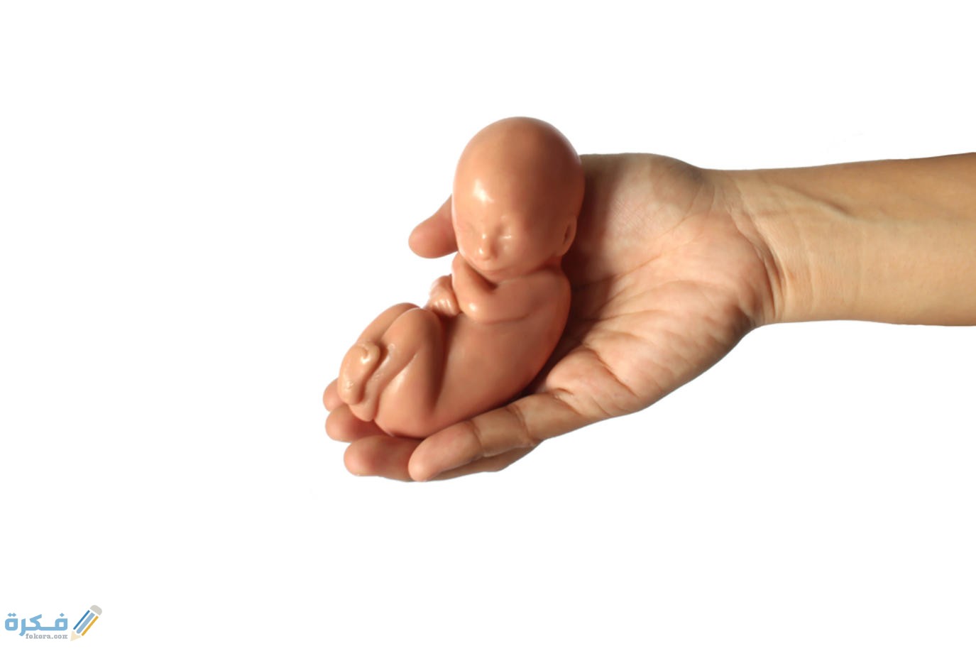 أين يكون الجنين في الشهر الخامس