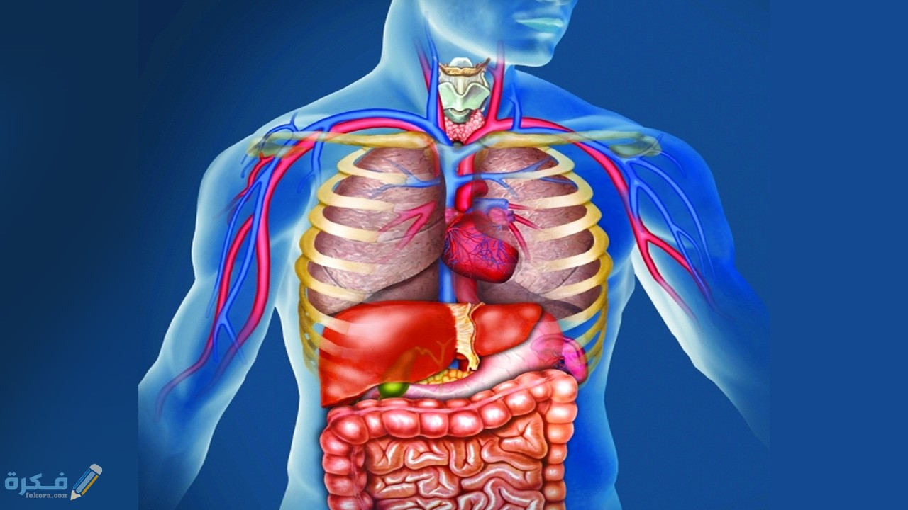 جسم الإنسان وأعضائه
