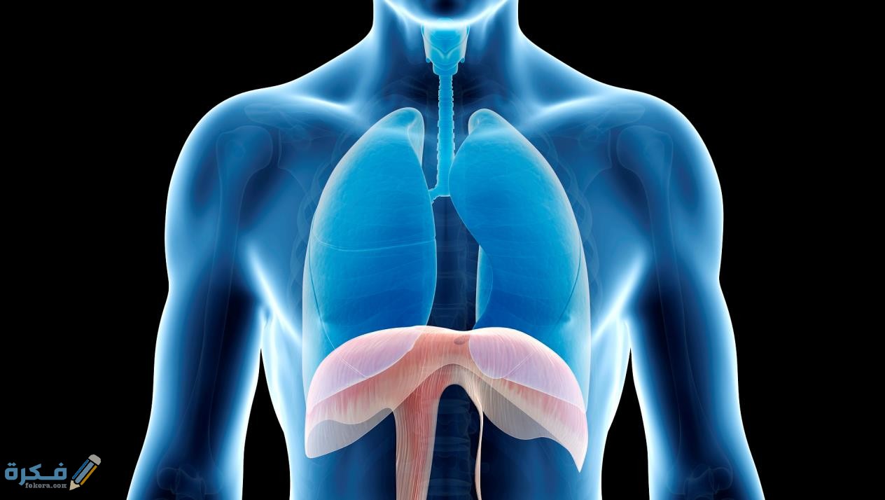 الحجاب الحاجز