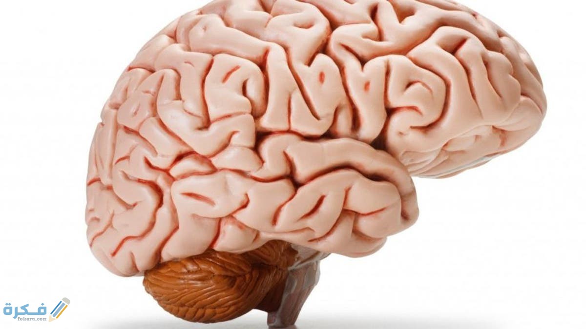 رأي العلماء المسلمين في أين يوجد العقل في جسم الإنسان