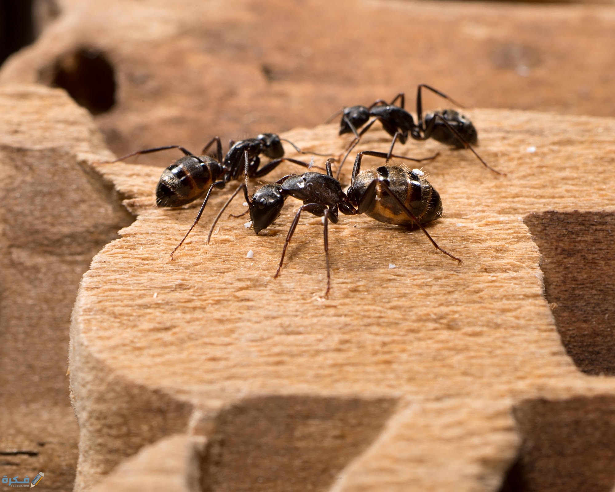 advantagepestcontrol spring visits from carpenter ants