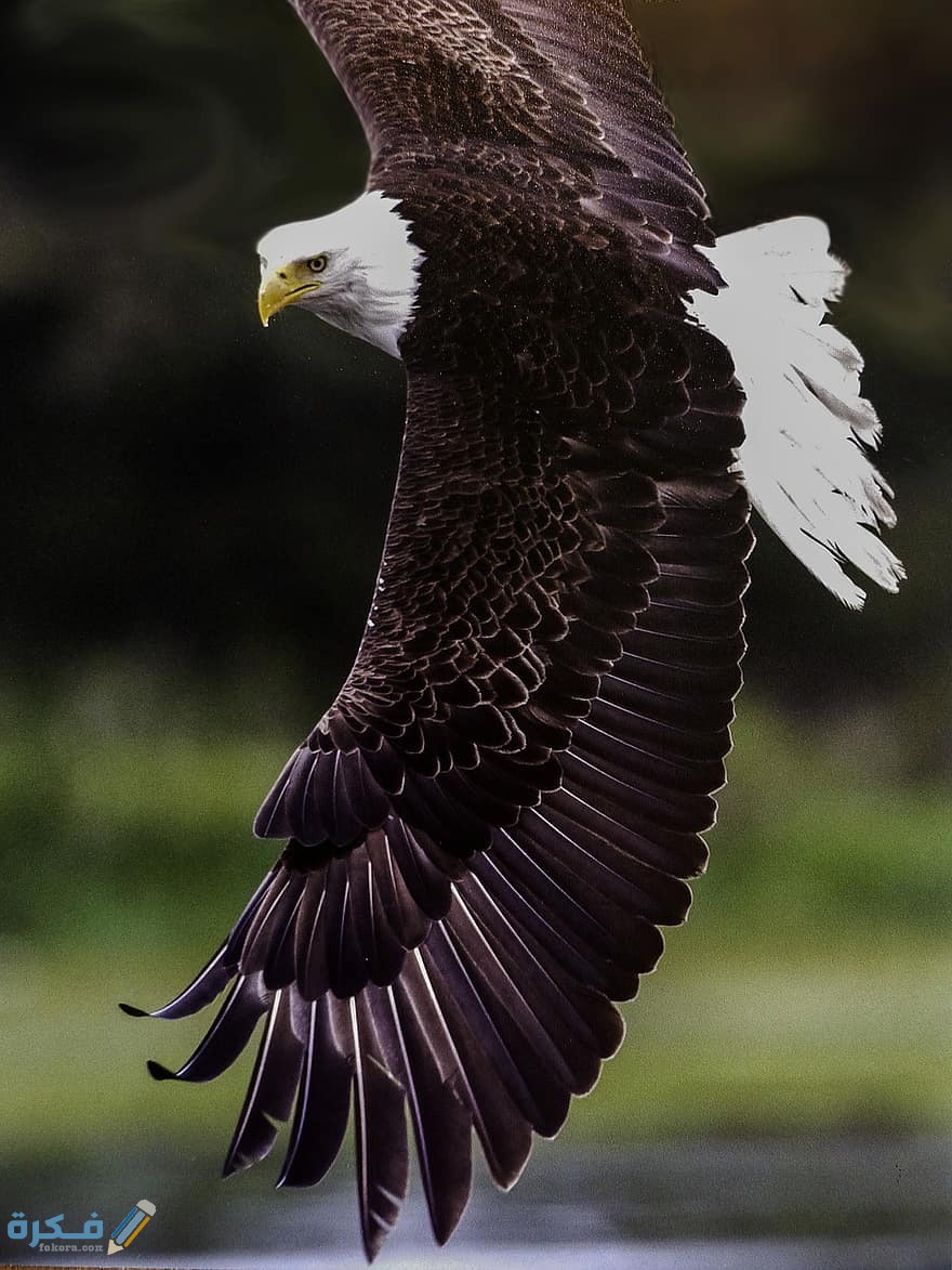 bald eagle king of the air bird predator feathered symbol prey wing nature