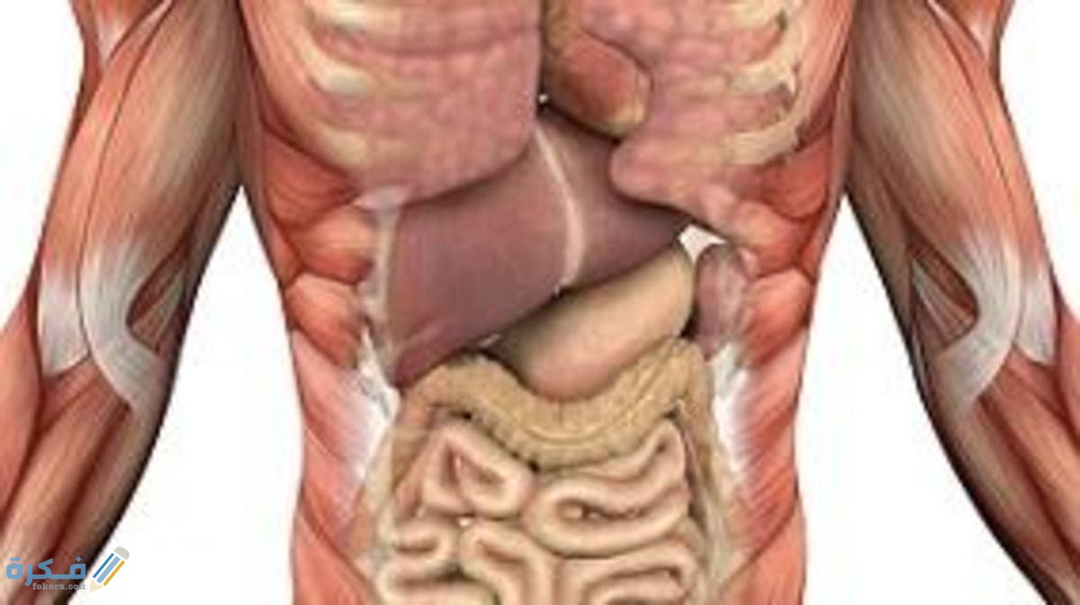 كيف يحافظ الطعام علي جسم الإنسان