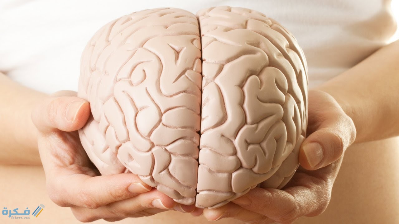 المخ البشري
