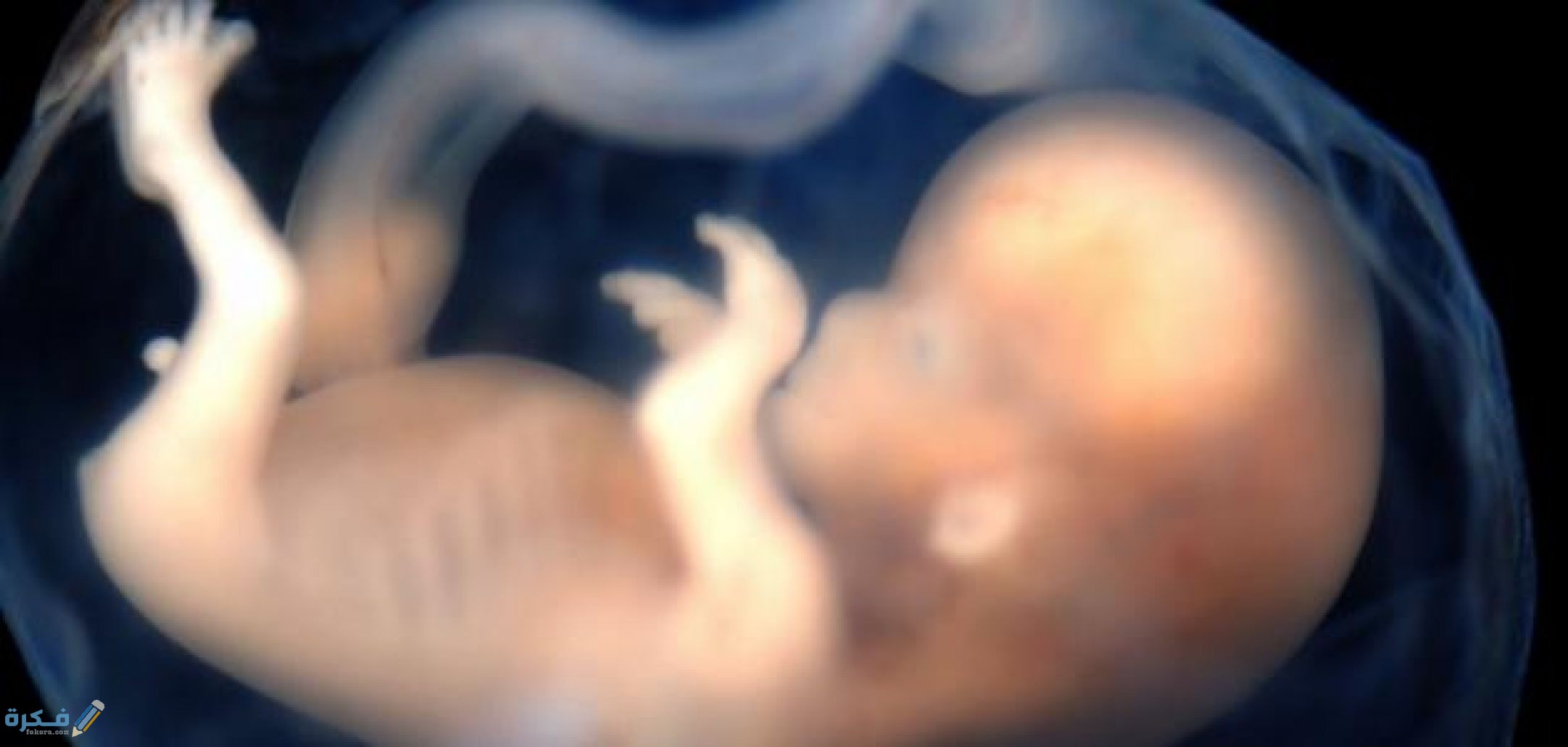 مراحل خلق الإنسان