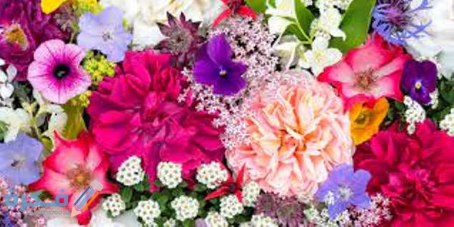 معني الورد الاحمر