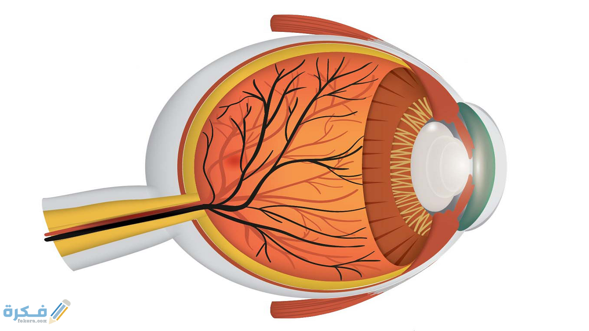 أجزاء العين