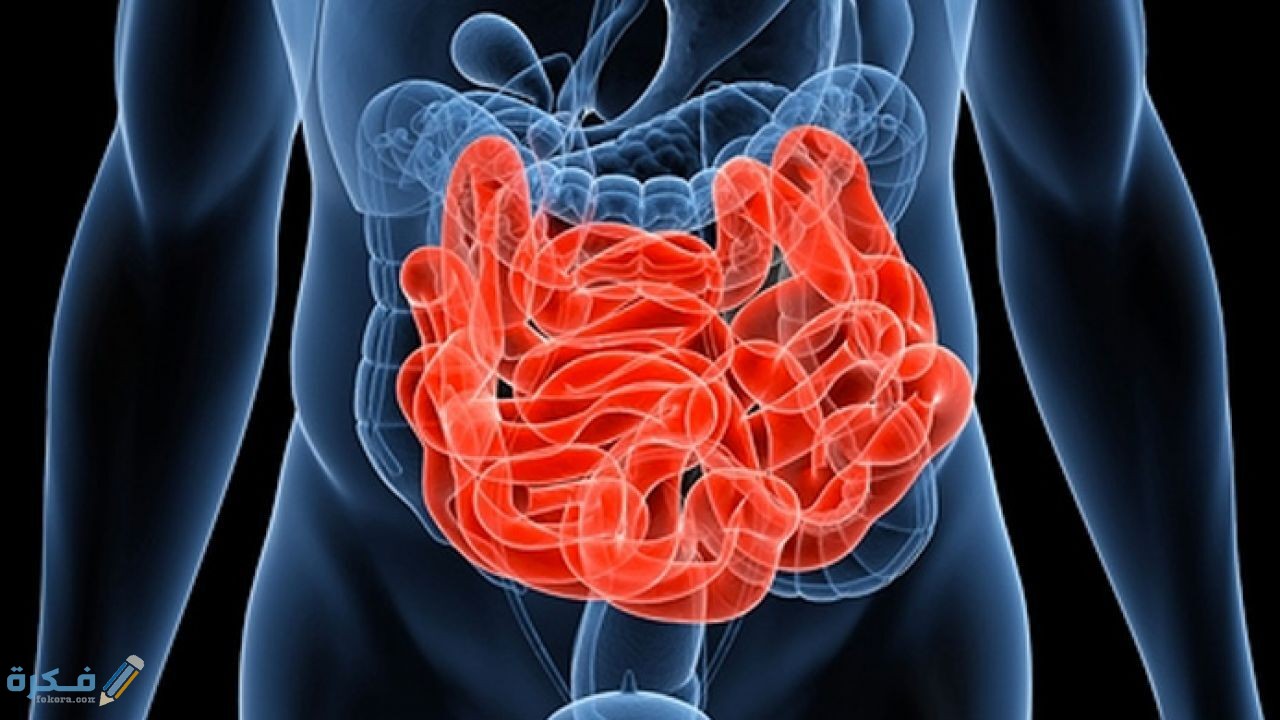 معلومات عن الأمعاء الدقيقة