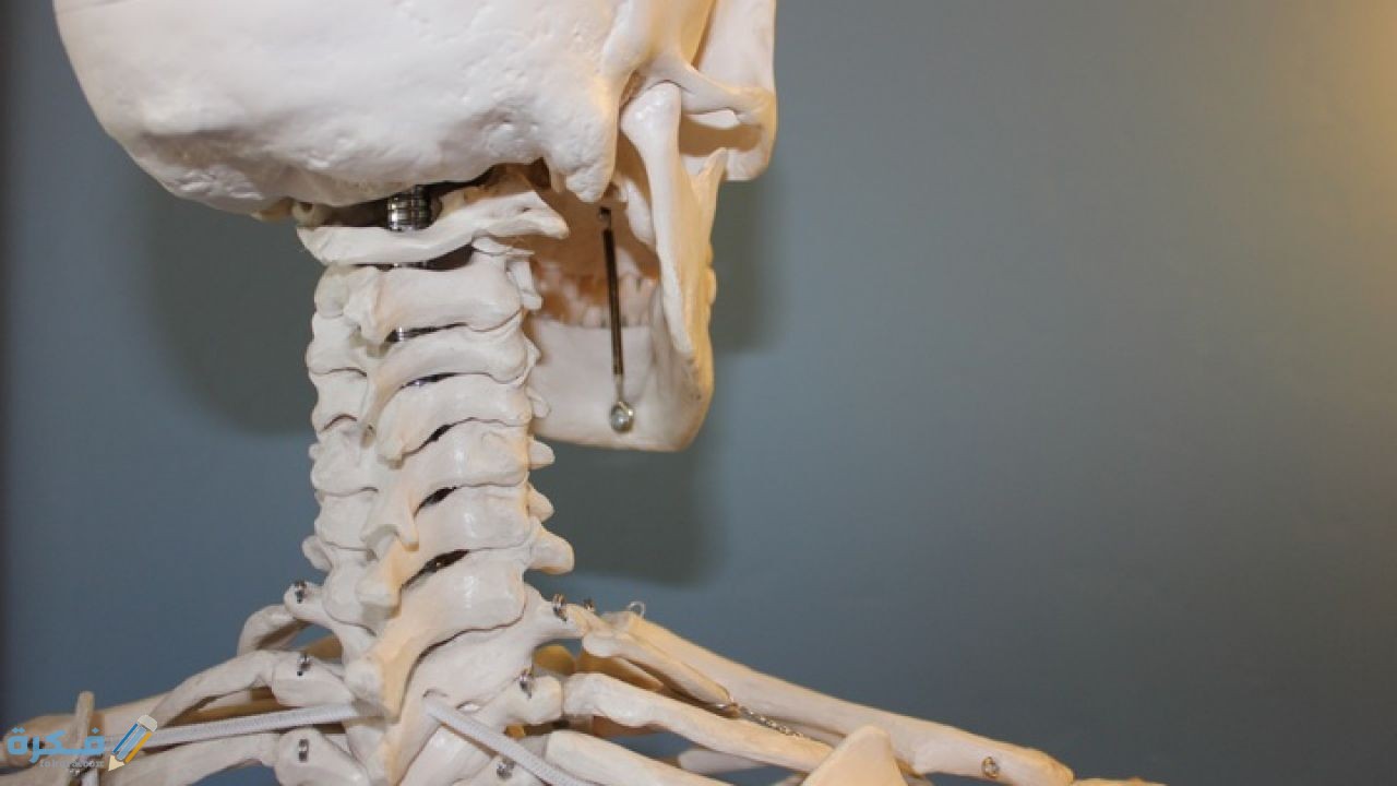 كم عدد عظام الإنسان البالغ