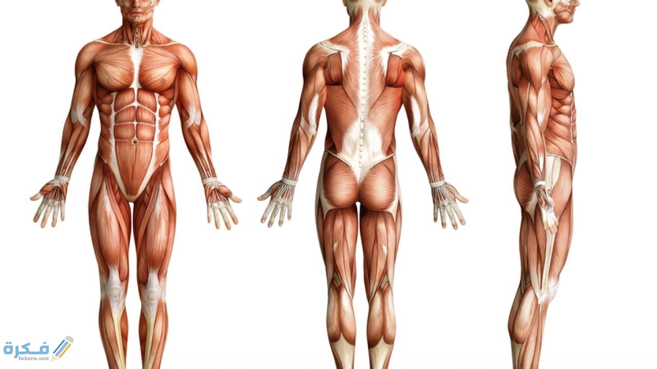 كم جهاز في جسم الإنسان