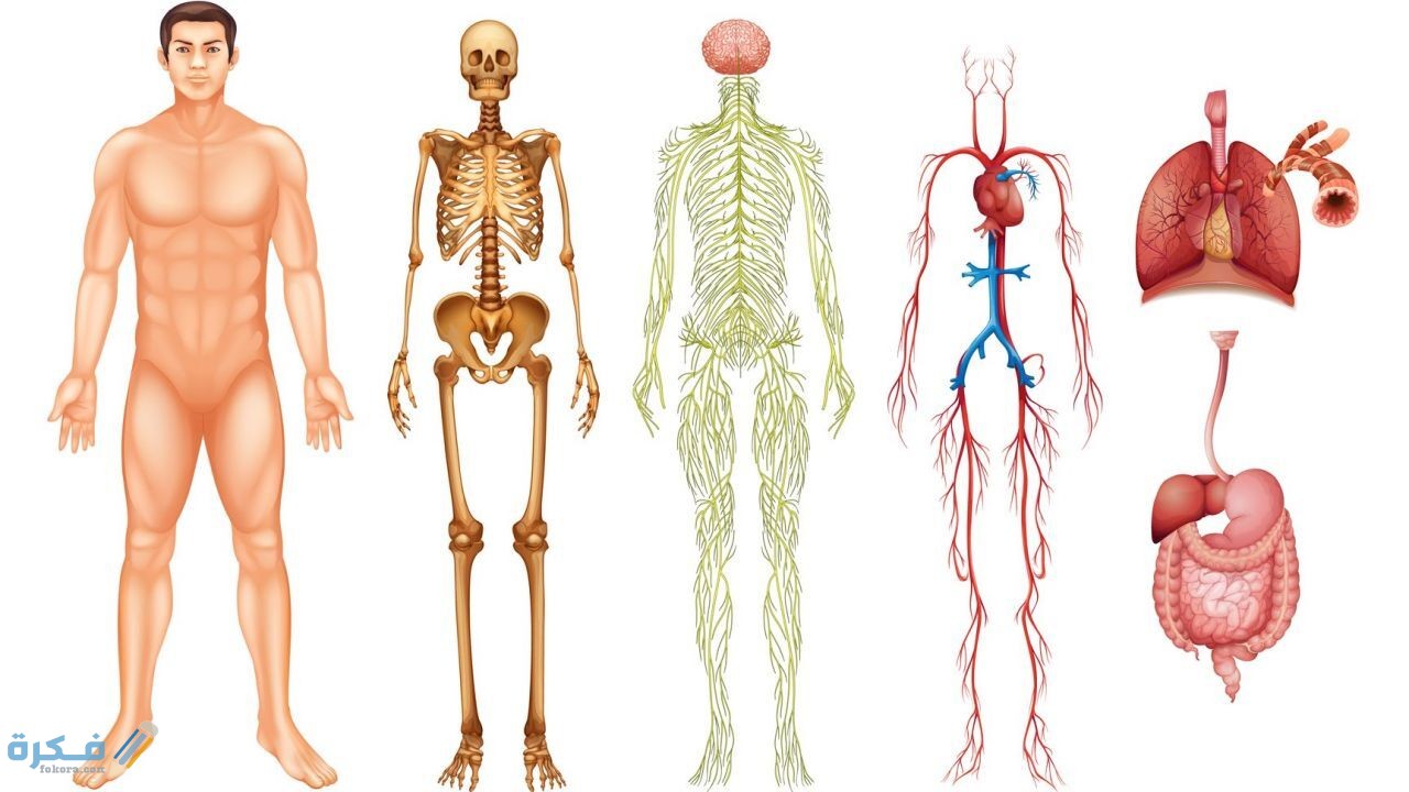 تشريح جسم الإنسان