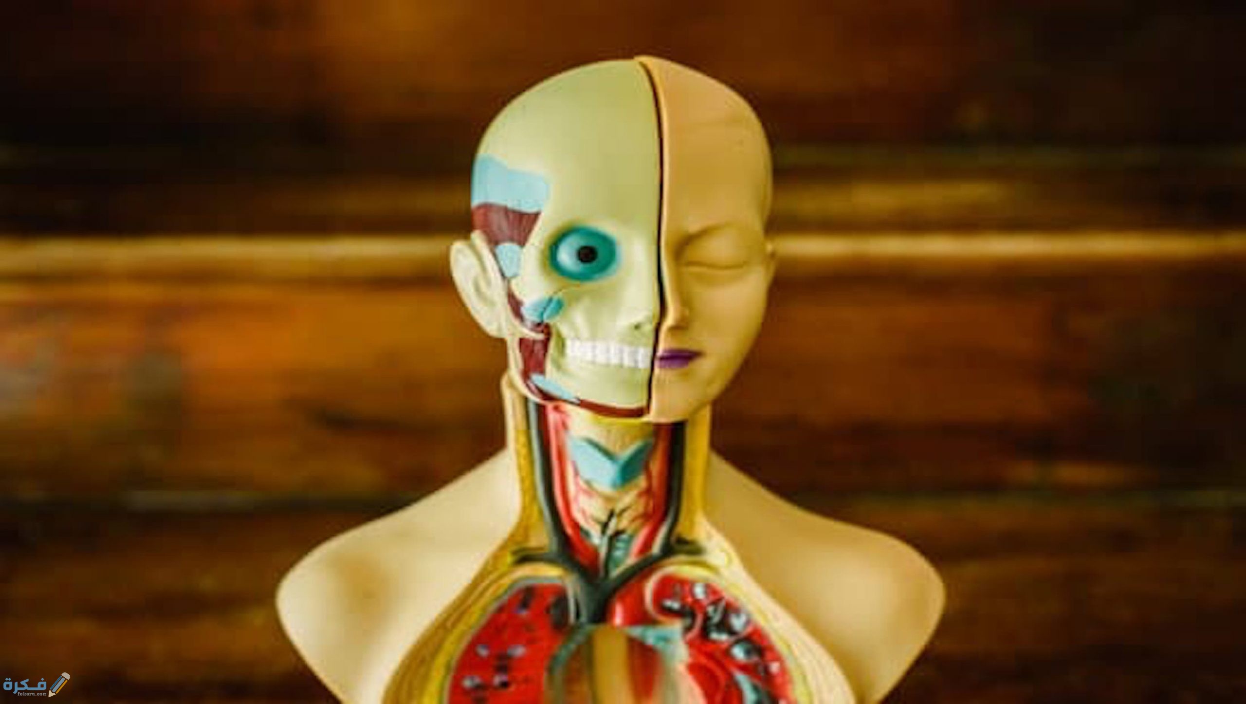 معلومات هامة عن الجهاز العظمي