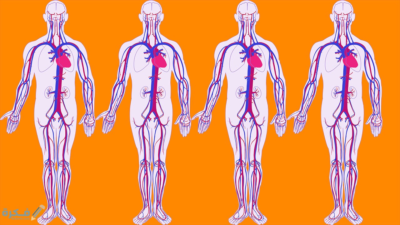 كيف نحافظ على عمل أجهزة الجسم أطول فترة ممكنة 