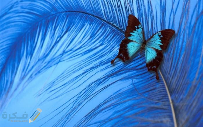 ماذا يدل دخول الفراشة الى البيت