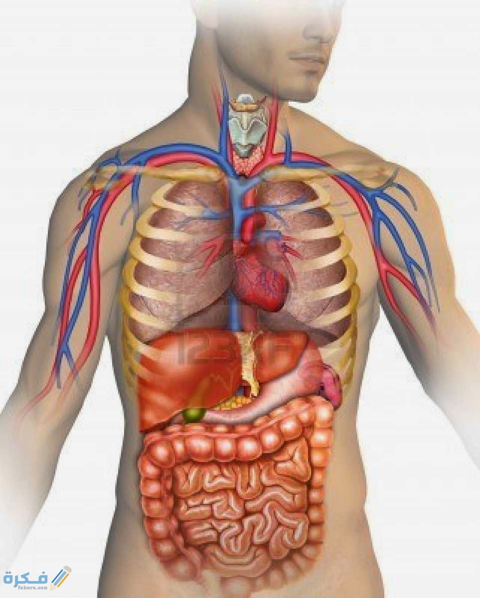 ماهي أعضاء جسم الإنسان