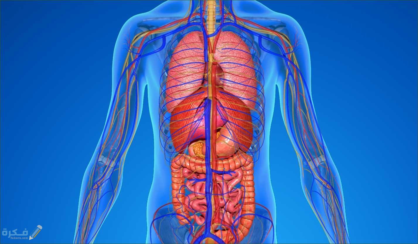 مكونات جسم الإنسان