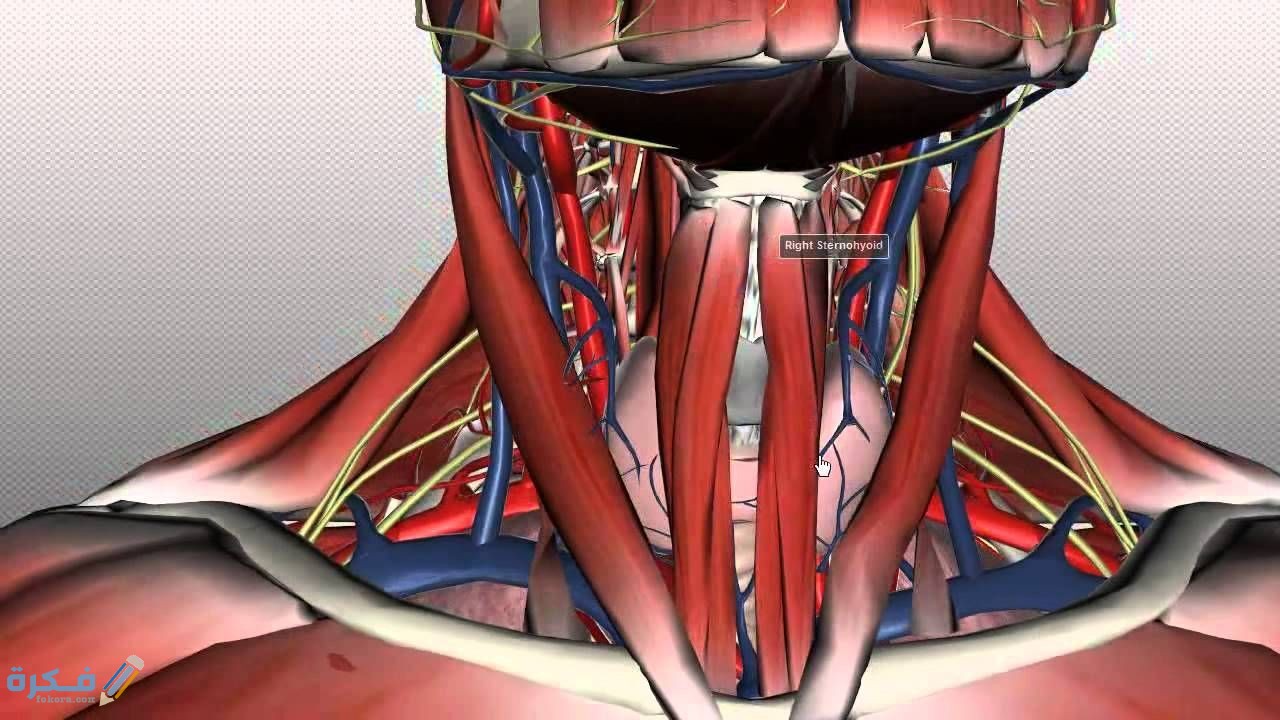 كم عدد فقرات عنق الإنسان