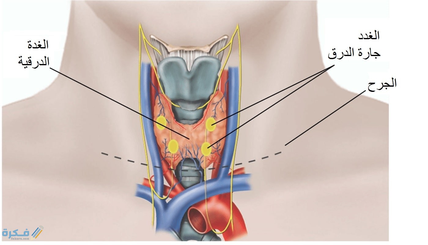 أعراض الغدة الدرقية