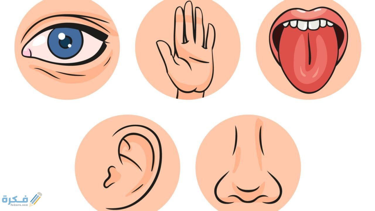 ماهي حواس الإنسان