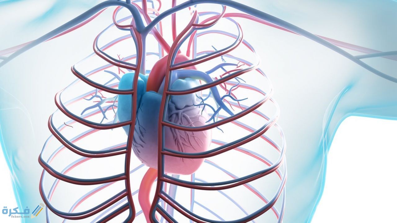 الأوردة في جسم الإنسان