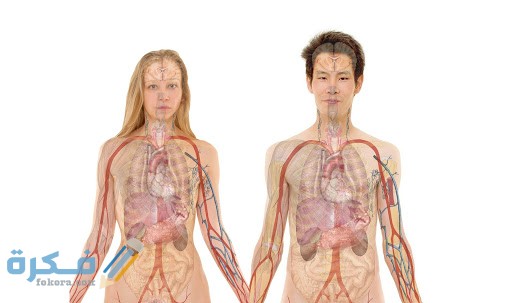 مكونات جسم الإنسان