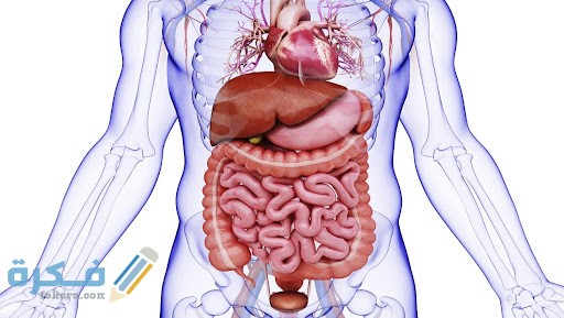 الزائدة الدودية