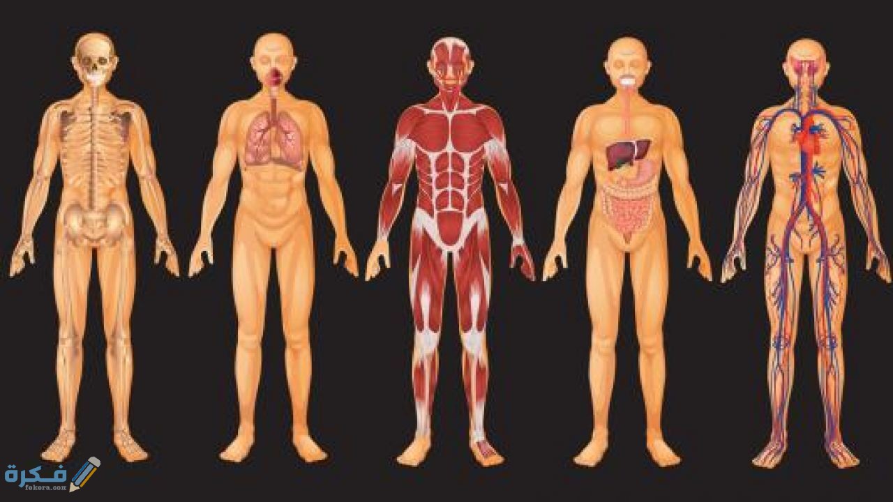 أهمية أجزاء الجسم