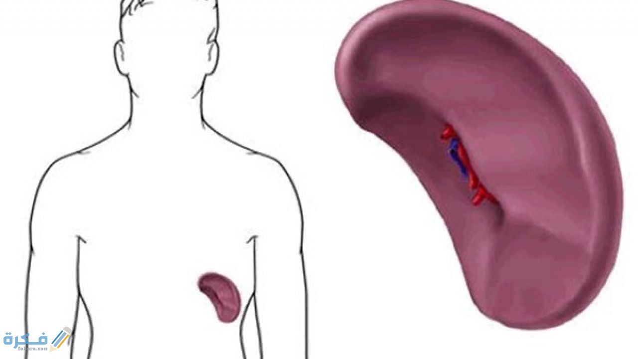 ماهي فائدة الطحال