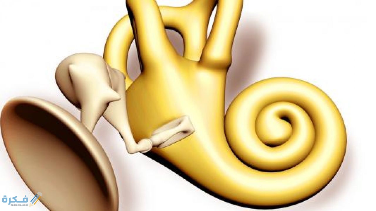 أين توجد عظمة الركاب في جسم الإنسان