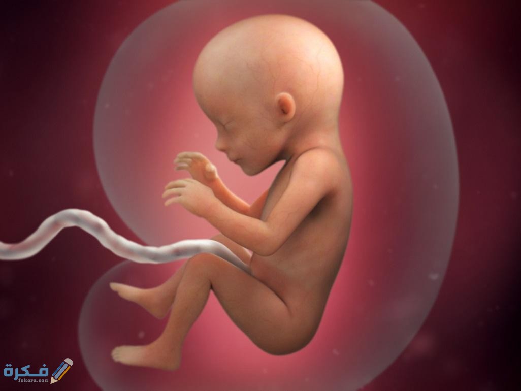 أين يصبح الجنين في الفصل السابع