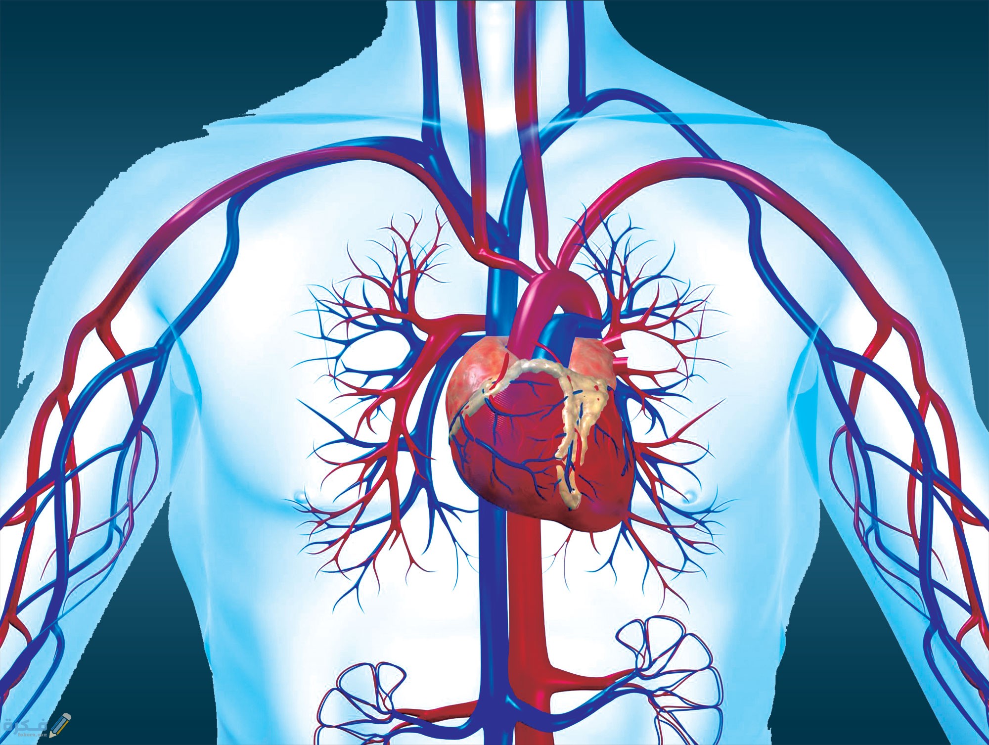 وظيفة القلب