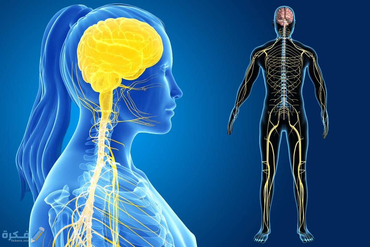 جسم الإنسان وأعضائه