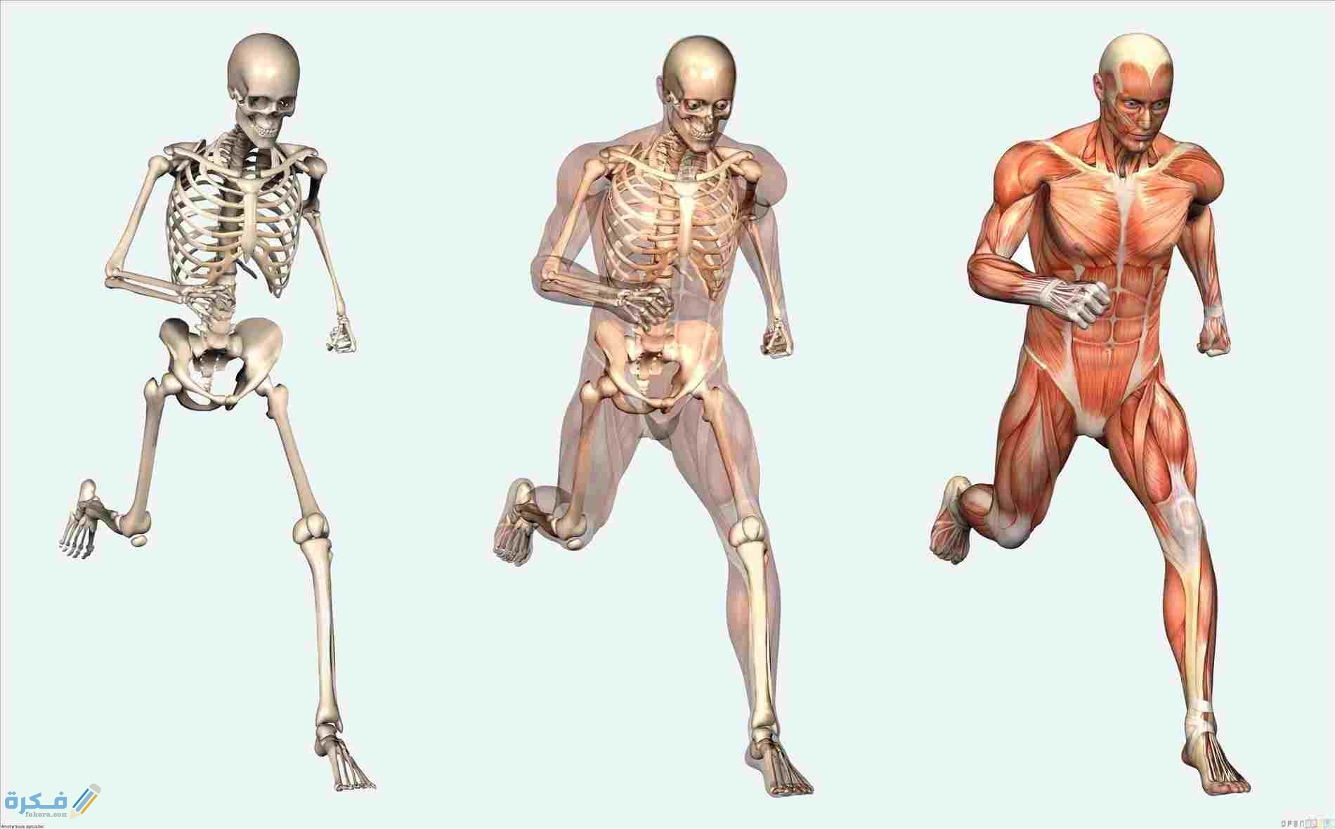 معلومات هامة عن الجهاز العظمي