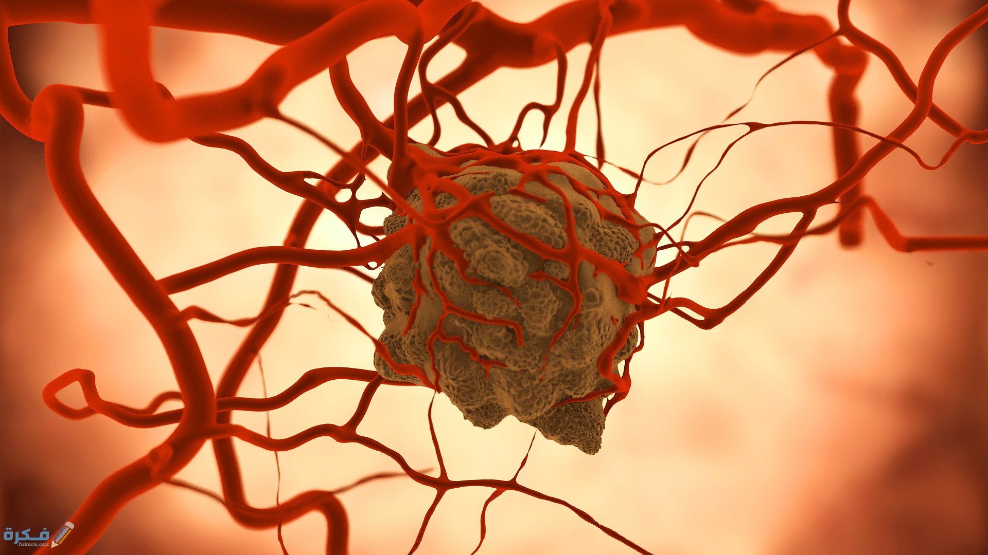 الفرق بين الشريان والوريد