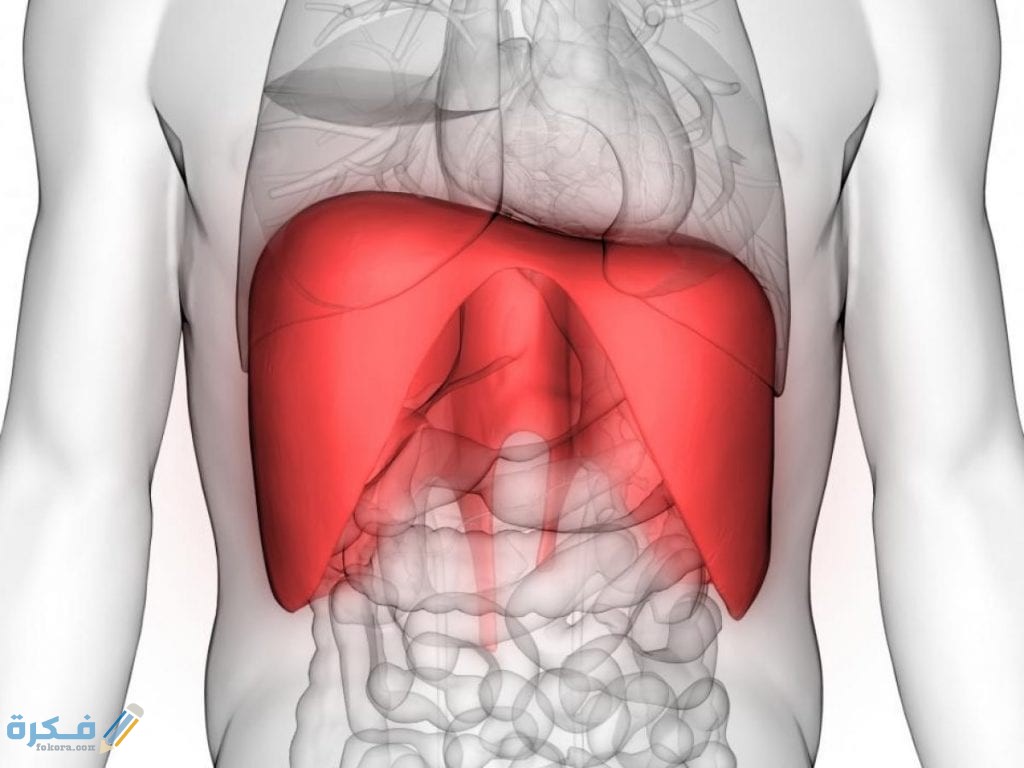 أهم 5 فوائد الحجاب الحاجز 5 فوائد الحجاب الحاجز