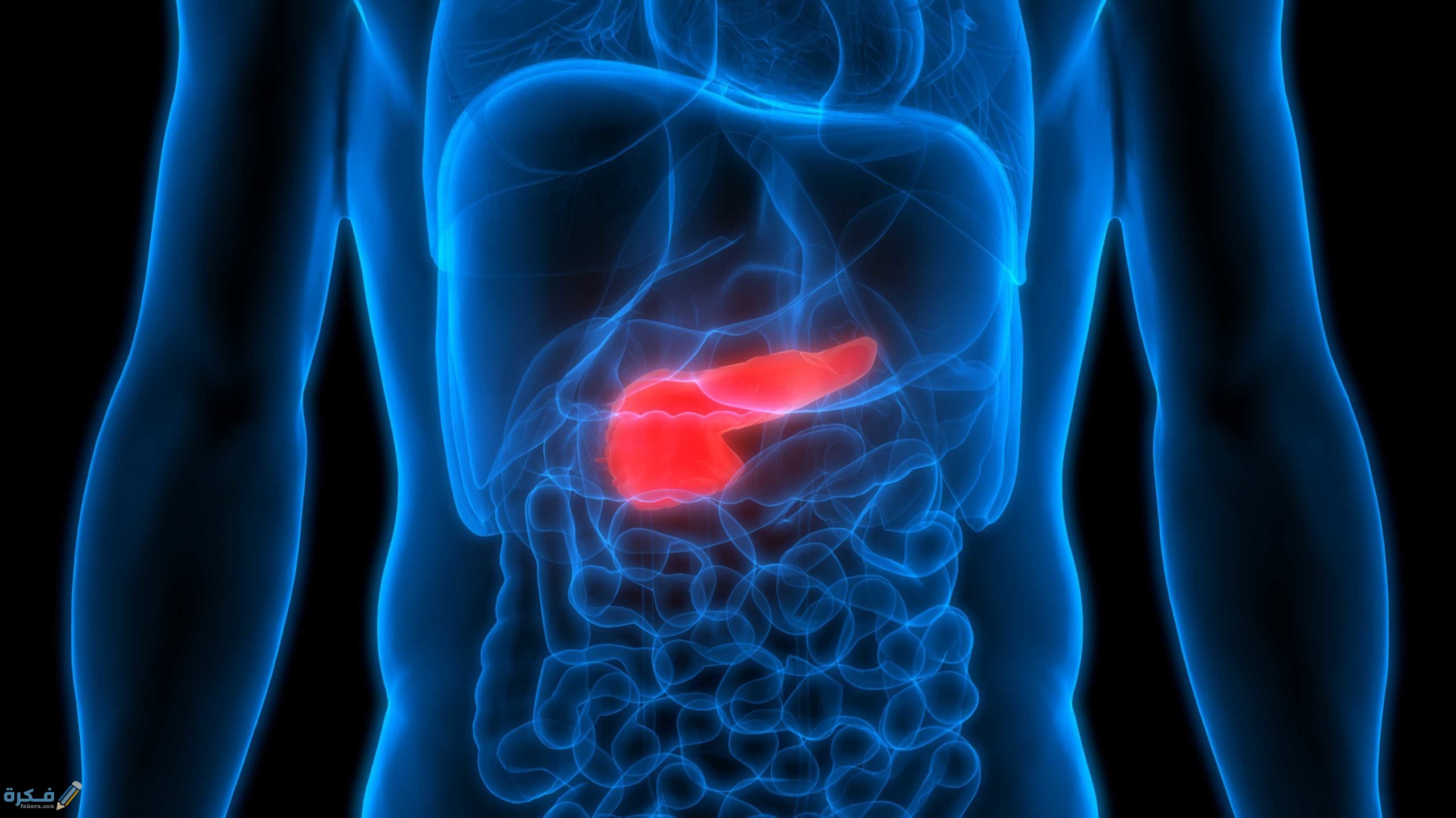 أين يقع البنكرياس