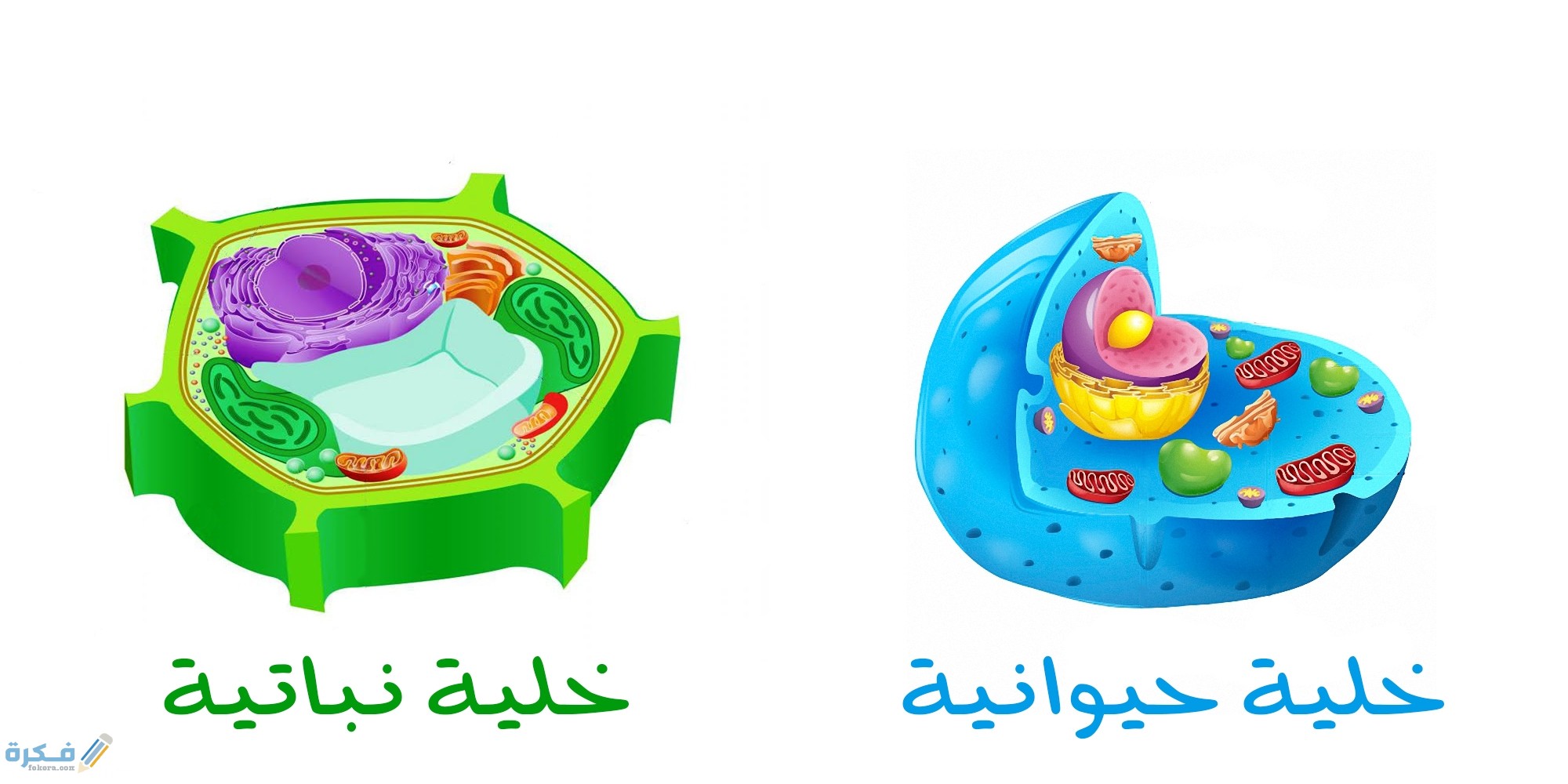 ما الفرق بين الخلية الحيوانية والنباتية 3 الفرق بين الخلية النباتية والحيوانية