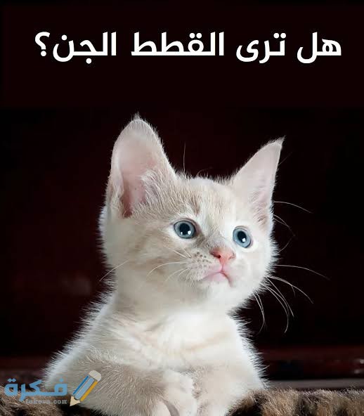 هل ترى القطط الجن 4 images 2021 09 12T080925.964