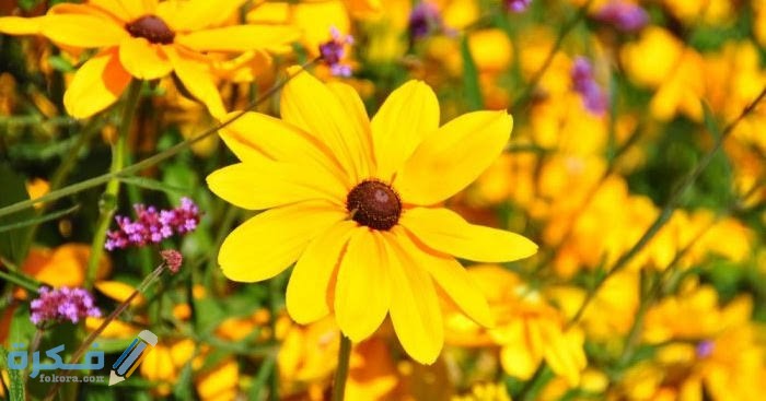 images 2021 09 14T063532.365