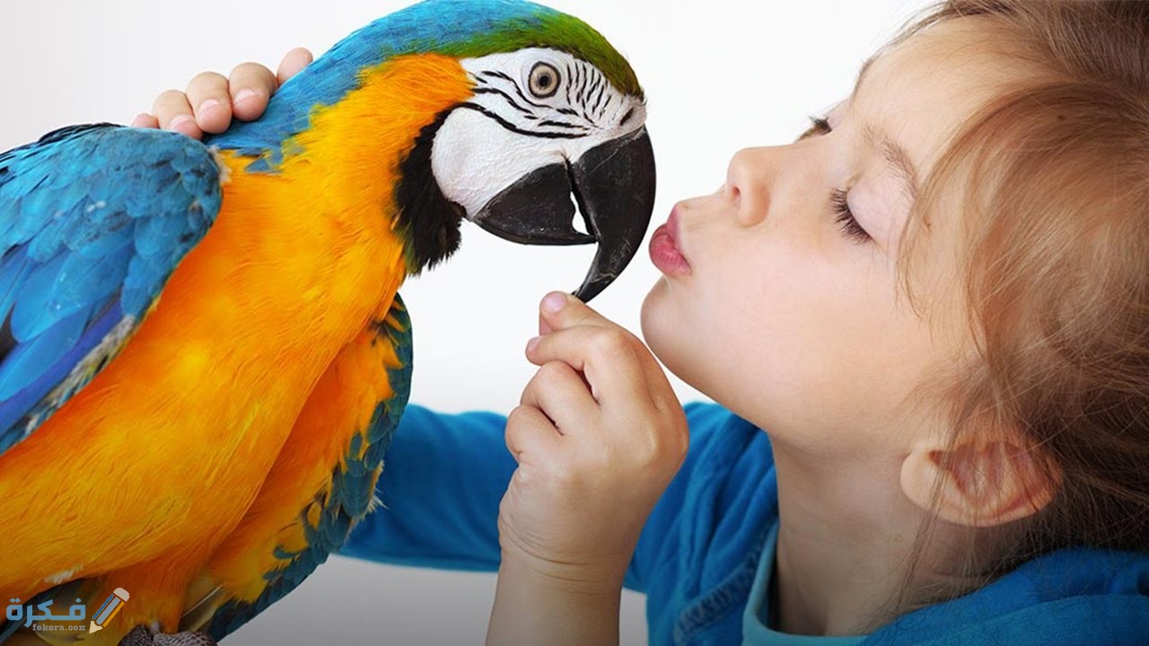 افضل انواع طيور الببغاء