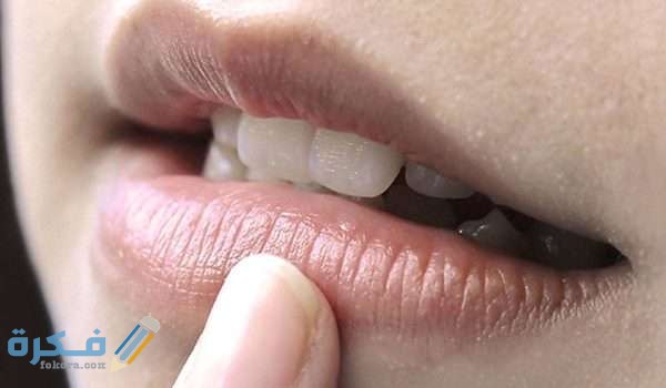 توريد الشفايف